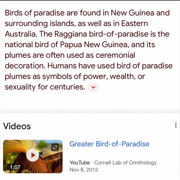 SOLD!☀️🐦‍🔥Birds of Paradise🐦‍🔥☀️Laser Cut Wood Earrings Honey Tone - Picture 3 of 3